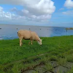 Apart-lachmoewe-im-moewennest-tossens * Stick