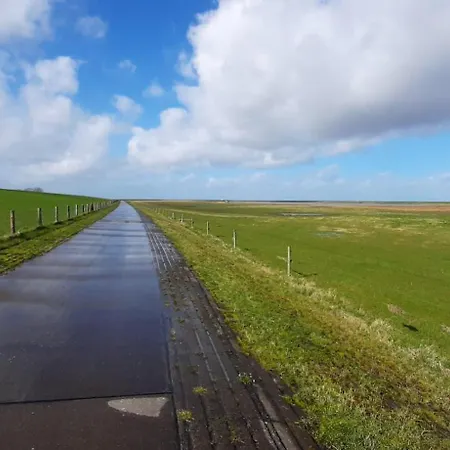 Apart-lachmoewe-im-moewennest-tossens