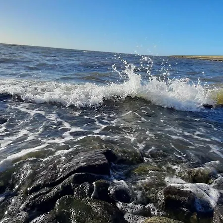 Apart-lachmoewe-im-moewennest-tossens