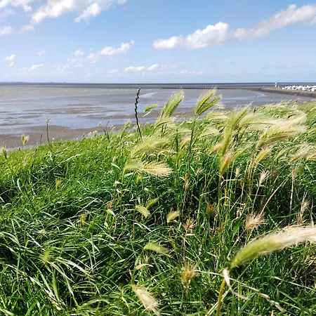 Апартаменты Apart-lachmoewe-im-moewennest-tossens