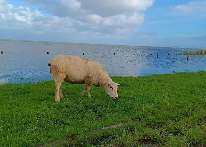 Apart-lachmoewe-im-moewennest-tossens * Stick